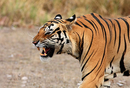 Bandhavgarh National Park